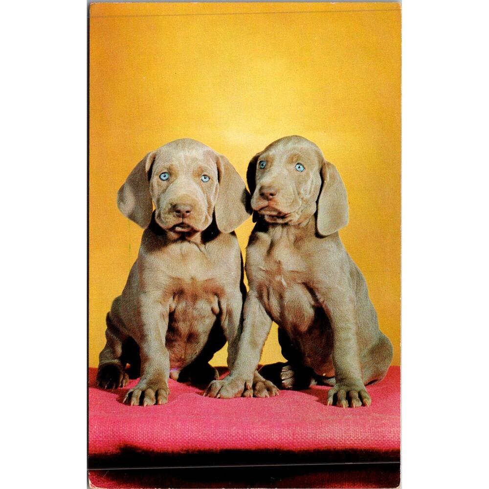 The Brothers Weimaraner Pups Vintage Postcard SP17-25